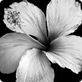 black and white image of a cayenne flower